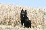 SCHIPPERKE 081